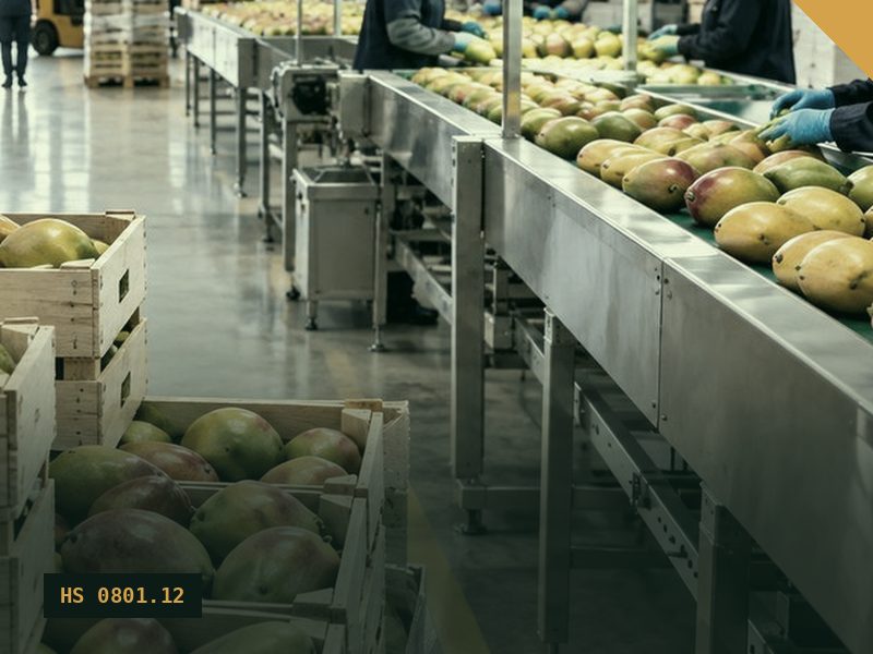 Fresh & Semi-Husked Coconut for export from Malaysia