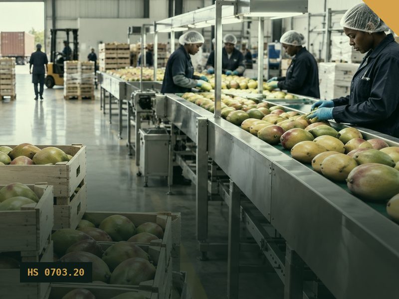 Fresh Garlic for export from Malaysia