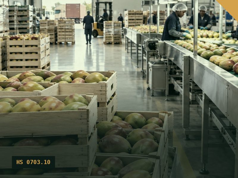 Fresh Onion for export from Malaysia