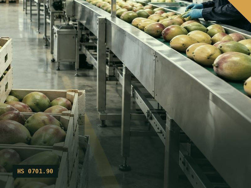 Fresh Potatoes for export from Malaysia